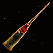 Silently Walking Alone