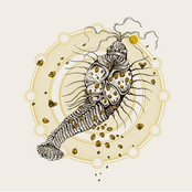 Suma / ultraphallus split