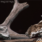 Ancestral