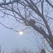 Kittens Eating Human Flesh