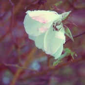 Our Man In Saint Petersburg