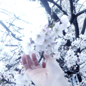 Harugasumi