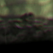 That Night, A Forest Grew