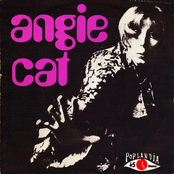 angie cat