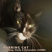 Purring Cat for Sleep, Study & Relaxation (ASMR)
