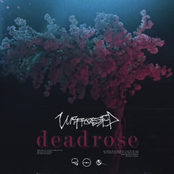 Unprocessed: Deadrose