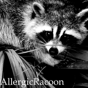 allergicracoon