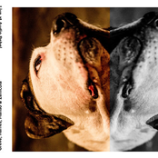 Greve Harres Manso Zenicola (Live at Audio Rebel)