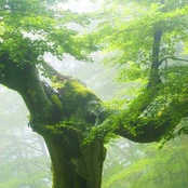 Di Arborea Provenienza, Di Lignea Fattura