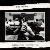 Baby Harp Seal / Kosjer D