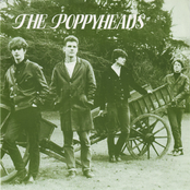 the poppyheads