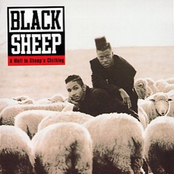 Black Sheep: The Document II