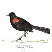 Ghostbird by Redwing Blackbird
