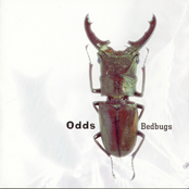 The Odds: Bedbugs