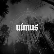 ulmus