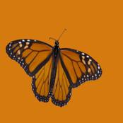 like pennies and gasoline