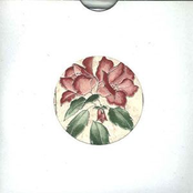 dr-24 - delphium - snowhill-x 7"