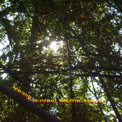 Forest for the Trees