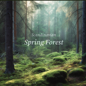 Scandinavian Spring Forest