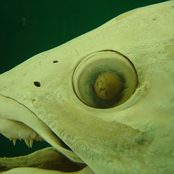 Pre Versions // Look Out