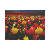 Цветы Памяти EP