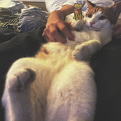 captain kitties carpet cleaners