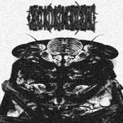 Cicada Molting 2010 demo