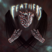 Feathers