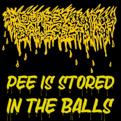 Pee is Stored in The Balls