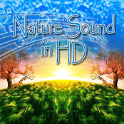 Nature Sounds In Hd