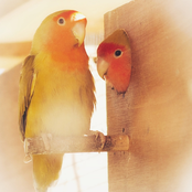 Eu só quero empreendimentos amorosos