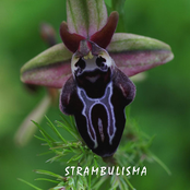 Strambulisma