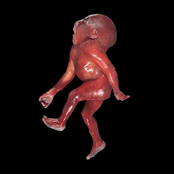 Gorecollection Vol 1: A Collection Of Degenerative Human Atrocities