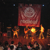 redleaf
