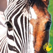Zebra Horse
