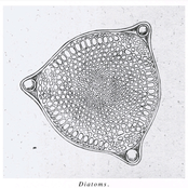 Diatoms