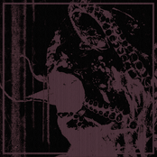 Rot Prophet