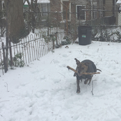 Adhesion Coefficient