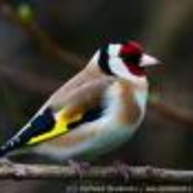 Acoustic Solo Guitar