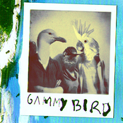 Gammy Bird