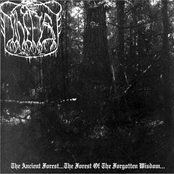 The Ancient Forest...The Forest Of The Forgotten Wisdom