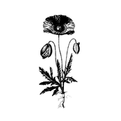 Magic Flower