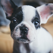 100 Tracks for When You Leave Your Dog at Home