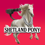 Shetland Pony