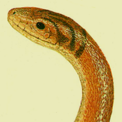 Avanguis pacausus