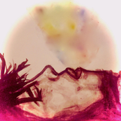 Darlin' (I Think I Love You)