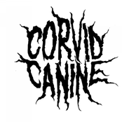 Corvid Canine