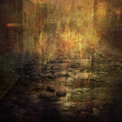 Les forêts juste avant la nuit