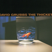 The Thicket by David Grubbs