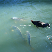 duckvsfish